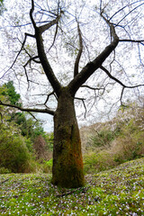 Fototapeta premium Cherry Blossoms in japan