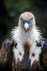 close-up view of majestic Griffon vulture (Gyps fulvus) outdoors