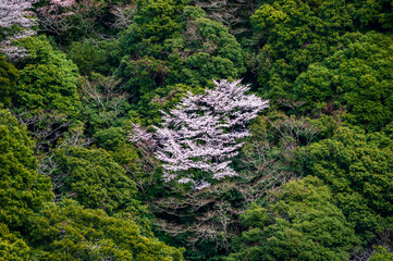 Cherry Blossoms in mountain