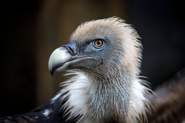 close-up view of majestic Griffon vulture (Gyps fulvus) outdoors