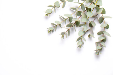 Minimalistic composition with eucalyptus tree branch laid out on isolated white background with a lot of copy space for text. Top view shot of small green leaves of tropical plant. Flat lay.