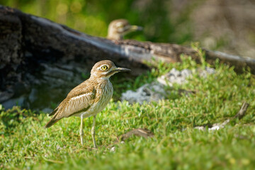 Water Thick-knee - Burhinus vermiculatus or water dikkop. bird in the thick-knee family Burhinidae, found across sub-Saharan Africa close to water, pied brown and white bird on the rocky coastline