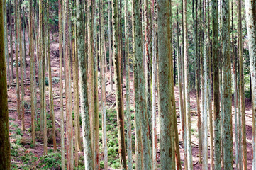 Naklejka premium Trees in forest