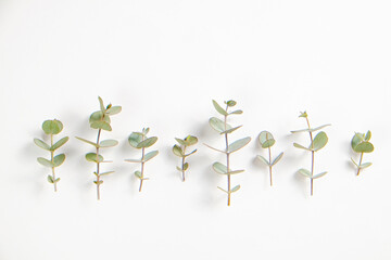 Obraz na płótnie Canvas Minimalistic composition with eucalyptus tree branch laid out on isolated white background with a lot of copy space for text. Top view shot of small green leaves of tropical plant. Flat lay.
