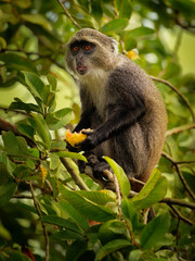 Sykes monkey - Cercopithecus albogularis also known white-throated or Samango or silver or black or blue or diademed monkey, found between Ethiopia and South Africa, eatimg fruit on green