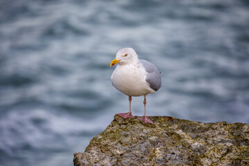 Fototapeta premium A seagull on a rock