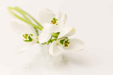 Naklejka na ściany i meble Snowdrop on white background. White springs flower in close-up with copy space.