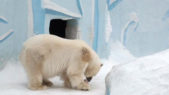 Polar bear eats meat in the snow