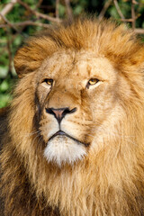 Naklejka na ściany i meble Close up portrait of a male lion (Panthera Leo)