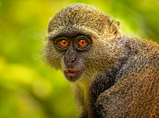 Sykes monkey - Cercopithecus albogularis also known white-throated or Samango or silver or black or blue or diademed monkey, found between Ethiopia and South Africa, eatimg fruit on green