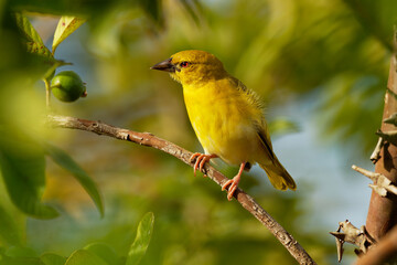 Eastern Golden Weaver - Ploceus subaureus yellow song bird in the family Ploceidae, found in eastern and southern Africa, green background, also yellow or olive-headed golden or African golden weaver