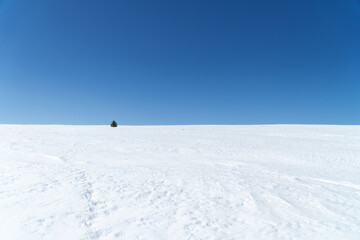 Fototapeta na wymiar Lonely pine in a winter landscape, blue sky on a clear sunny day