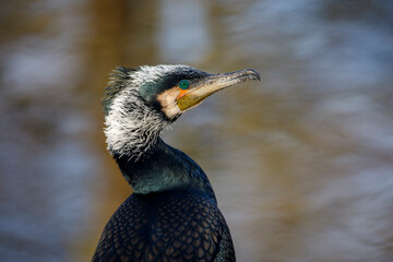 close up shot of a Great cormorant (Phalacrocorax carbo)