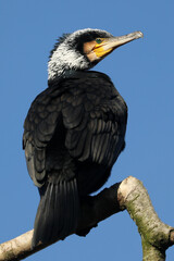 close up shot of a Great cormorant (Phalacrocorax carbo)