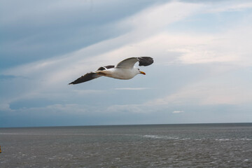 seagull on the beach - Vlieland, The Netherlands