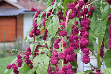 pink flowers in the garden
