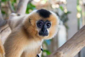 Fototapeta premium close image of Yellow Cheeked Gibbon monkey (Nomascus Gabriallae) in the forest