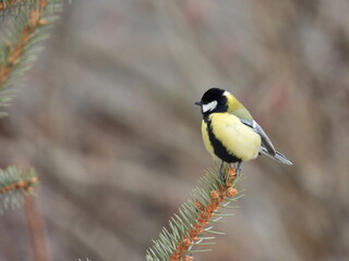 great tit