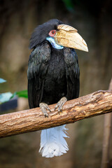 wreathed hornbill (Rhyticeros undulatus) female