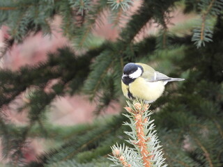 great tit