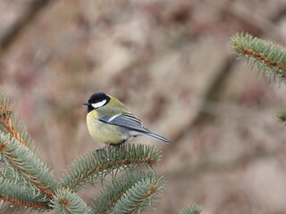 great tit