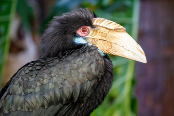 wreathed hornbill (Rhyticeros undulatus) female