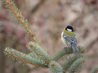great tit