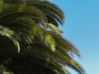 Fototapeta premium Phoenix Canariensis Palm tree leaves - Hojas de la palmera Phoenix Canariensis 