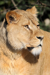 Lioness (Panthera Leo), close up