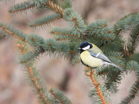 big tit