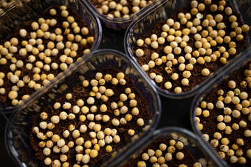 containers with pea seeds for planting, Sprouting microgreens, Seed Germination at home. Superfood, planting at home at the window. growing peas. Vegan and healthy eating concept. selective focus