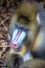 A Mandrill Male , close up