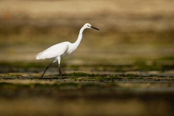 Western Reef Heron - Egretta gularis also Western Reef Egret, medium-sized heron found in southern Europe, Africa and Asia, two morphs light and dark, white or grey black bird with yellow feet in sea