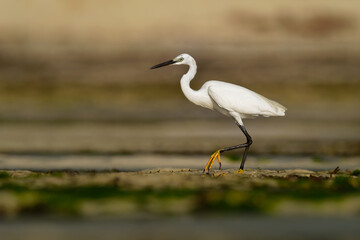 Western Reef Heron - Egretta gularis also Western Reef Egret, medium-sized heron found in southern Europe, Africa and Asia, two morphs light and dark, white or grey black bird with yellow feet in sea