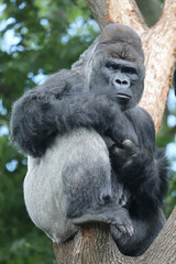 closeup view of male Silverback Western Lowland Gorilla