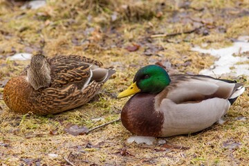 wild ducks on a swamp in the winter in Ukraine