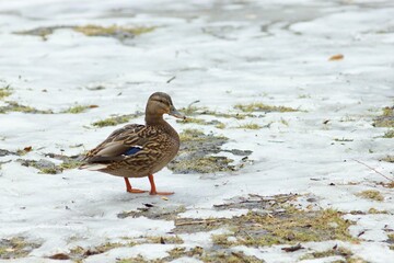 wild female duck on a snow covered swamp in the winter in Ukraine
