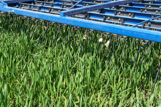 Alternative und konservierende Landwirtschaft: Mechanischer Schutz der Feldfr&uuml;chte ohne Chemie auf einem Acker mittels eines egge&auml;hnlichen Striegels, Nahaufnahme, Fokus im Hintergrund, Copy Space