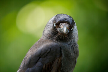 Western jackdaw (Coloeus monedula) on blurred green background
