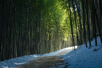 A mysterious bamboo forest path lit by sunlight, a beautiful winter landscape in Korea.