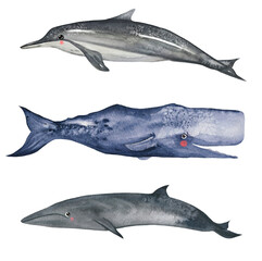 Fototapeta premium Watercolor hand painted clipart of whale, dolphin. sea and ocean creatures isolated on white. Endangered species. deep water cute mammals isolated on white background