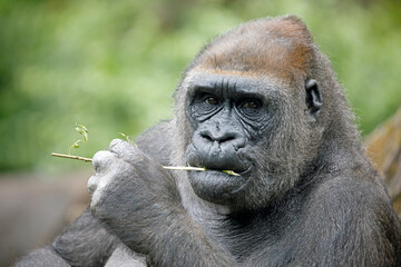 Fototapeta premium A western lowland female gorilla, closeup