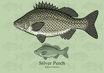Silver Perch. Vector illustration with refined details and optimized stroke that allows the image to be used in small sizes (in packaging design, decoration, educational graphics, etc.)