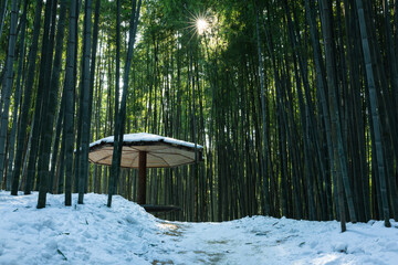 A snowy bamboo forest illuminated by the sun, a beautiful winter landscape in Korea.