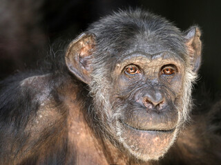 Close up portrait of black Chimpanzee