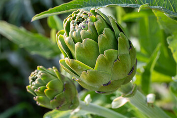 Green fresh organic artichoke field