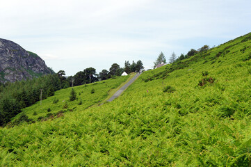 A thicket of ferns on the side of a mountain in Wicklow, Ireland.