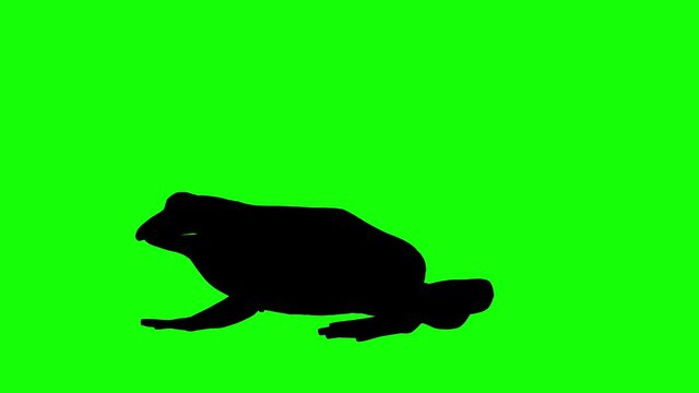 Silhouette of a frog walking, on green screen, side view. Animal silhouettes seamless loop 3D animation.