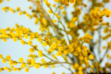 A beautiful bouquet of yellow mimosa flowers on the windowsill in the contrail.