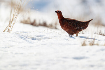 red grouse. Red grouse in snow the Northern Scotland on a sunny day.